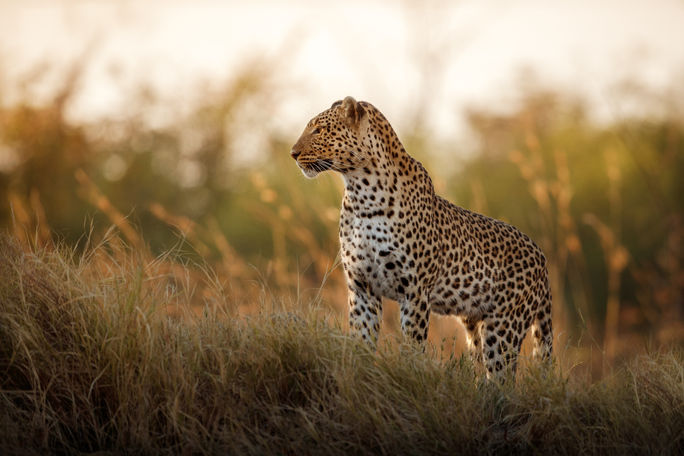 Leopard in Africa Leopard in Africa, safari, wildlife