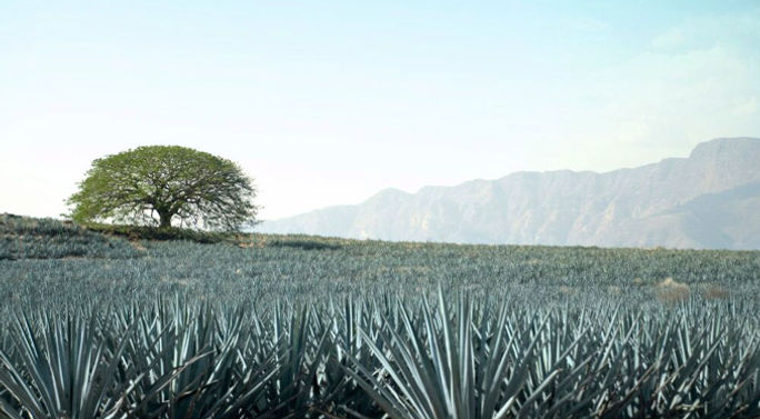 Aboard the Jose Cuervo Express, passengers can admire the extensive agave crops that paint the countryside blue. (Photo via Courtesy of Guadalajara Tourism). Aboard the Jose Cuervo Express, passengers can admire the extensive agave crops that paint the countryside blue. (Photo via Courtesy of Guadalajara Tourism).