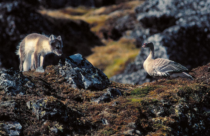 Arctic fox with pink-footed goose