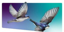 Telus and WestJet rewards