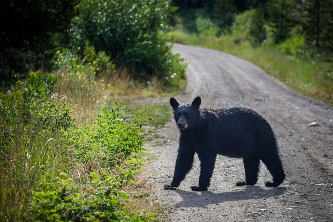 Black Bear, Blacktail Plateau Drive, Yellowstone National Park