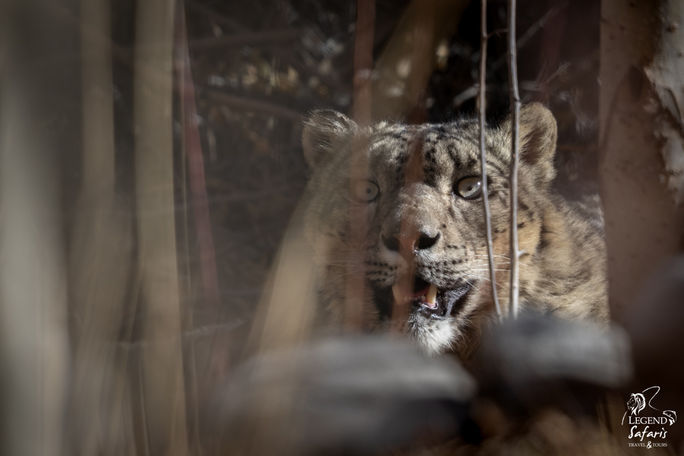 Species such as the snow leopard and Eurasian lynx are being pushed higher into the mountains. Species such as the snow leopard and Eurasian lynx are being pushed higher into the mountains.
