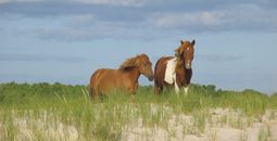 NPS, Assateague island national seashore, horses, wild horses