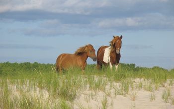 NPS, Assateague island national seashore, horses, wild horses