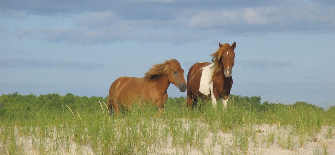 Image: Wild horses on the dunes at Assateague Island National Seashore. (Photo Credit: NPS)