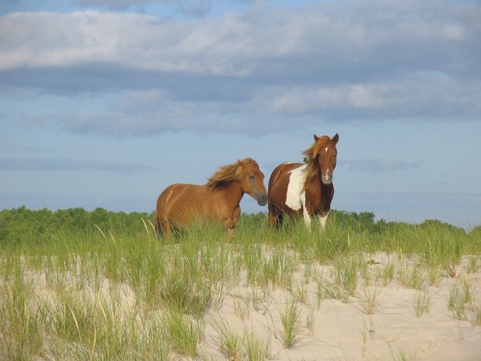 Wild horses on the dunes at Assateague Island National Seashore. NPS, Assateague island national seashore, horses, wild horses
