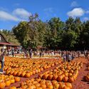 Burt's Pumpkin Farm, Georgia, fall, autumn, pumpkins, leaf-peeping, fall foliage