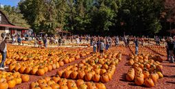 Burt's Pumpkin Farm, Georgia, fall, autumn, pumpkins, leaf-peeping, fall foliage