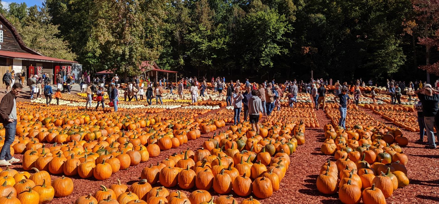 Image: Pumpkin patch at Burt's Pumpkin Farm in Georgia (photo by Eric Bowman)