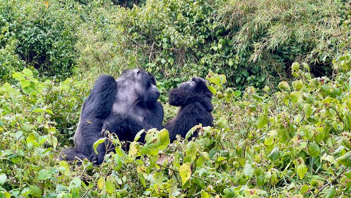 Gorilla trekking in Volcanoes National Park, Rwanda Gorilla trekking in Volcanoes National Park, Rwanda