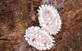 Giant scale insects found