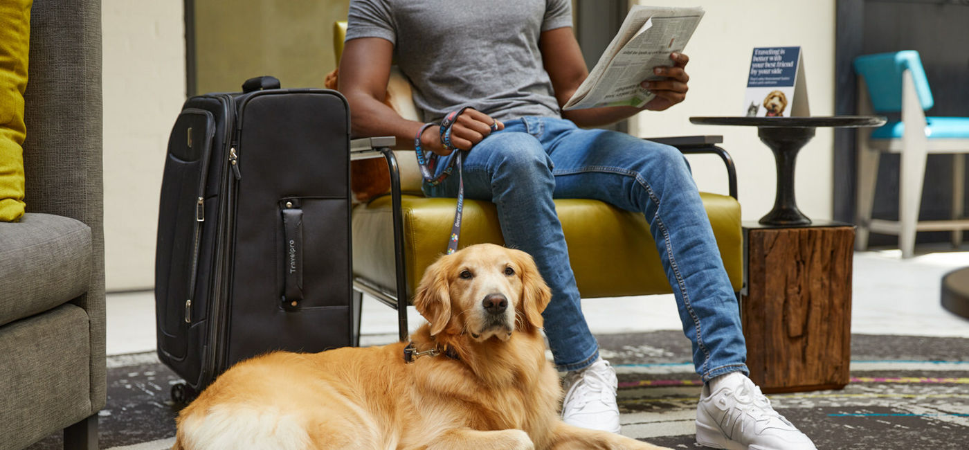 Image: A Golden Retriever joins its owner for a stay at one of Hilton's pet-friendly hotels. (Photo Credit: Hilton)