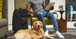 Golden Retriever, dogs, canines, pets, owners, hotels, stays, pet-friendly, Hilton