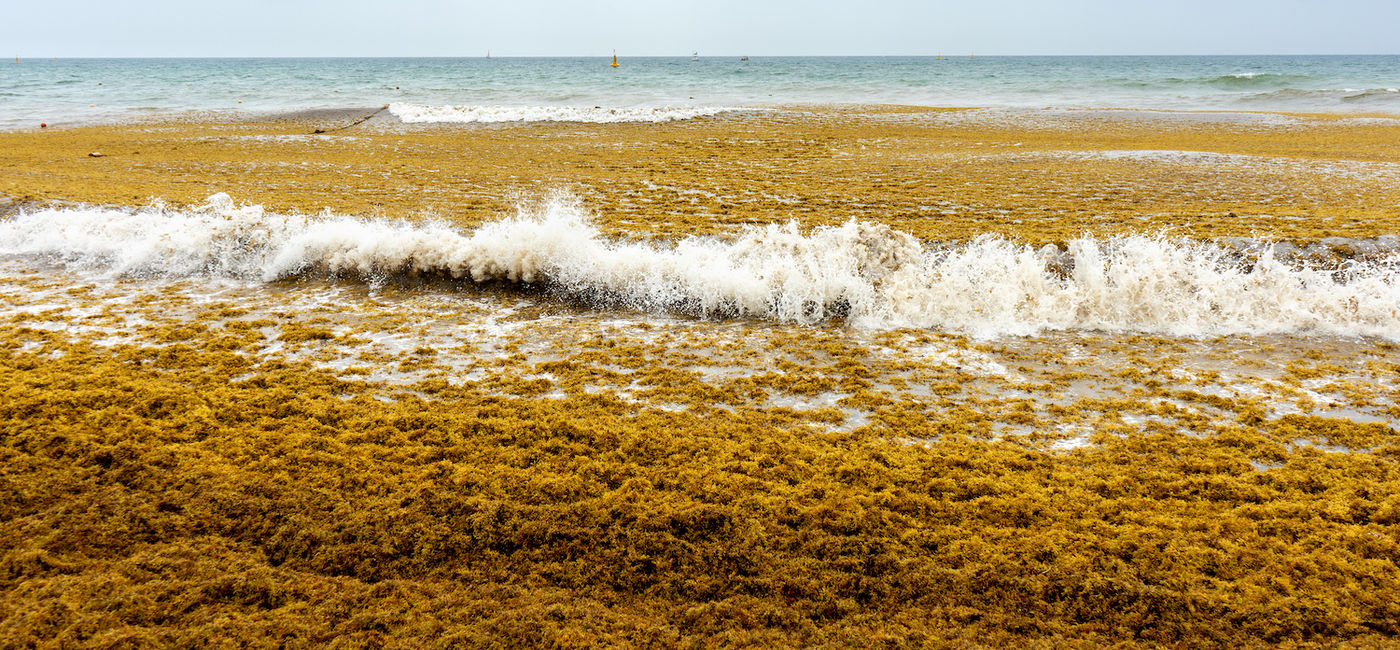 Image: An overgrowth of sargassum choking the waters around Florida. (Image via Getty Images/carlosrojas20)