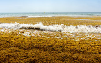 Sargassum Algae Washes Up on a Mexican Beach
