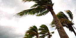 Palm tree in a hurricane.
