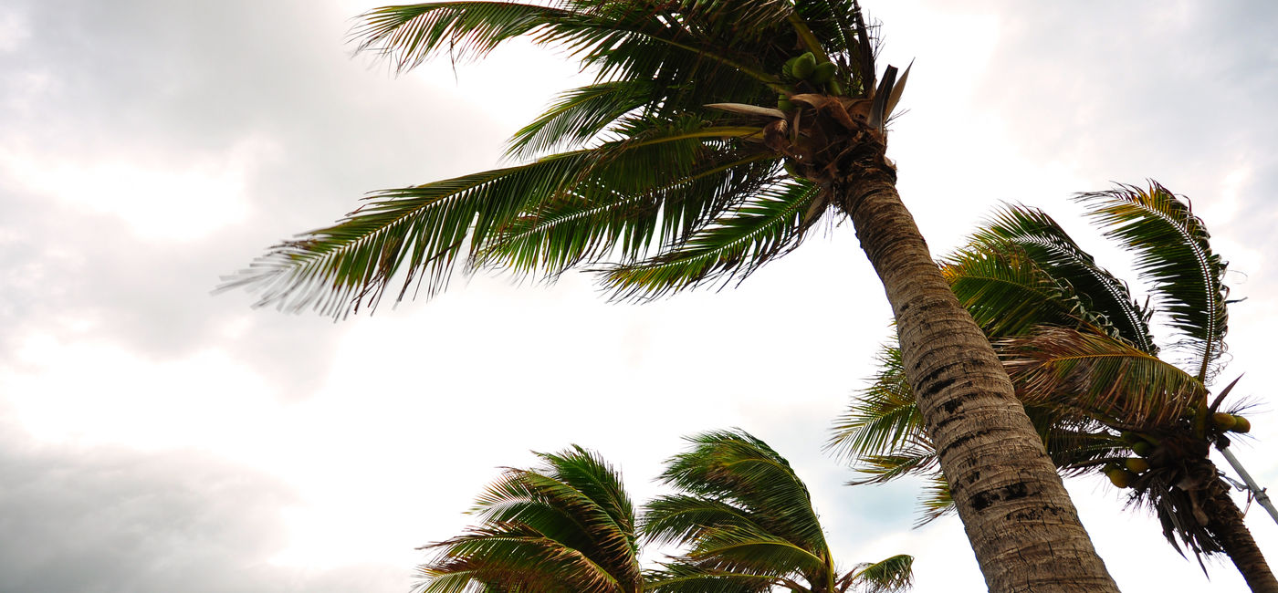 Image: Palm tree in a hurricane. (Photo Credit: behindlens / Adobe Stock)