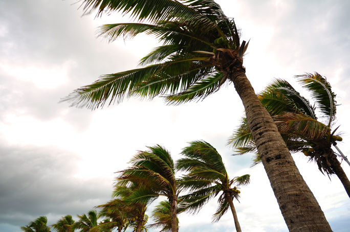 Palm tree in a hurricane.