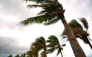 Palm tree in a hurricane.