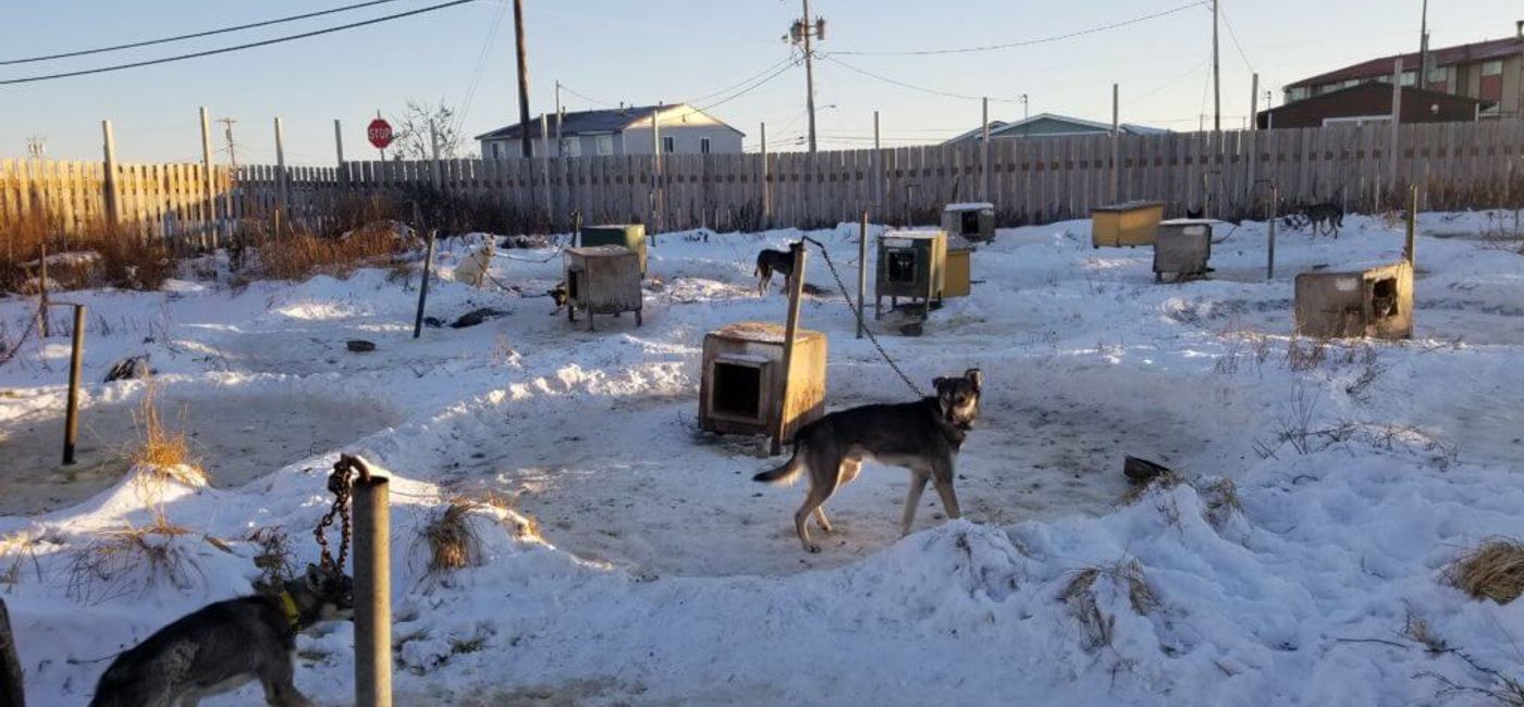 Image: Dogs chained outside at a dog yard in Alaska. (Photo Credit: Courtesy PETA)