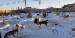 Dogs chained outside at a dog yard in Alaska. Photo: PETA