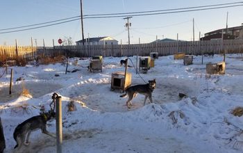 Dogs chained outside at a dog yard in Alaska. Photo: PETA