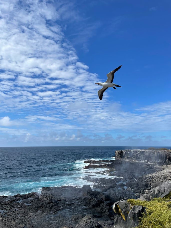 Nazca boobies were nesting on on Española Island