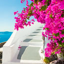 Flowers in Santorini, Greece