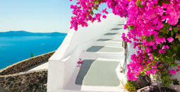 Flowers in Santorini, Greece