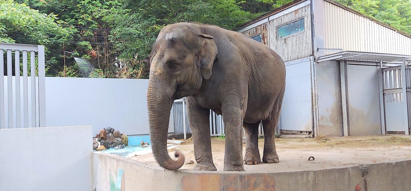 Image: Miyako has been alone in captivity for 50 years at a private zoo in Japan. (Photo Credit: Courtesy Elephants Japan)