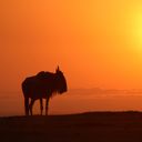 Collette expands African Safari Collection