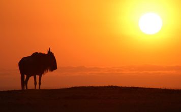 Collette expands African Safari Collection