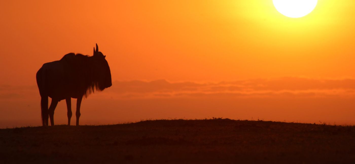 Image: Collette élargit son offre de safaris africains (Source: Collette)