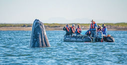 Whales in Baja California, Mexico