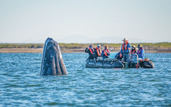 Whales in Baja California, Mexico