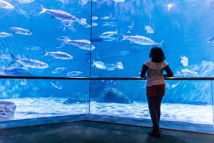 Audubon Aquarium, New Orleans, New Orleans & Co., New Orleans for families