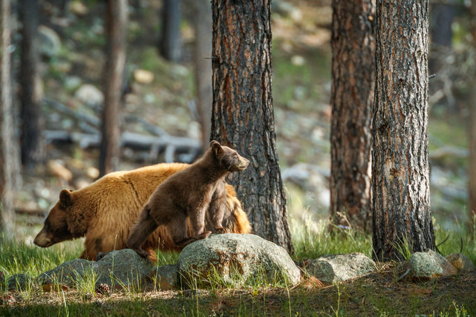 Ted Turner Reserves, vermejo, conservation, wildlife, bear, new mexico