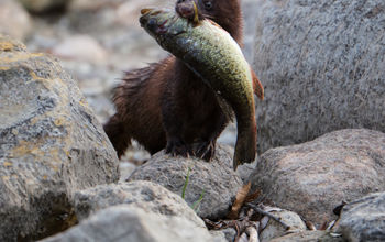 Mink with fish