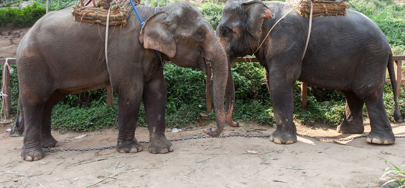 Image: PHOTO: A venue in Thailand where elephants are used for tourist rides. (Courtesy World Animal Protection / Saranya Chalermchai) (Photo Credit: World Animal Protection)