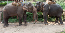 A venue in Thailand where elephants are used for tourist rides
