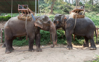 A venue in Thailand where elephants are used for tourist rides