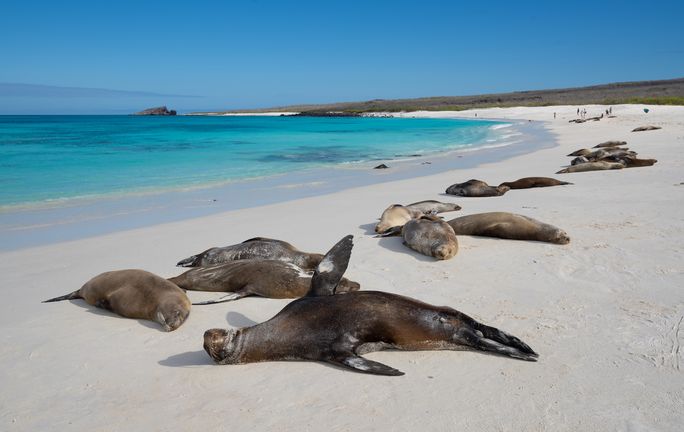 Advisors saw sea lions while exploring Espa?ola Island Advisors saw sea lions while exploring Espa?ola Island