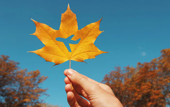 autumn travel, airplane, maple leaf, air travel, fall travel