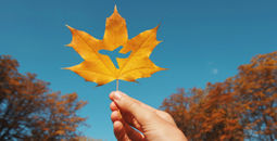 autumn travel, airplane, maple leaf, air travel, fall travel