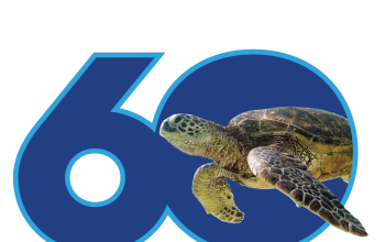 SeaWorld Celebrates 60th Anniversary with 'There's So Much More to Sea'