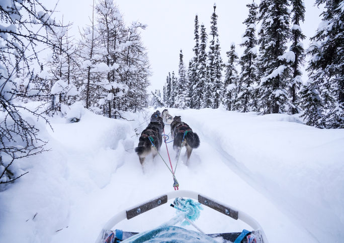 Dogsledding in Fairbanks, Alaska