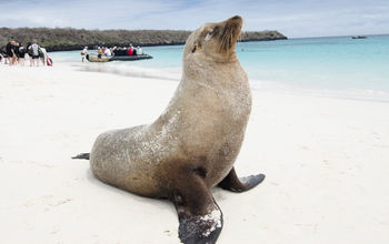 Celebrity Cruises sails in the Galapagos Islands