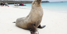 Celebrity Cruises sails in the Galapagos Islands