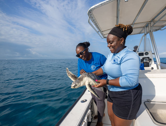 Release of sea turtle Release of sea turtle