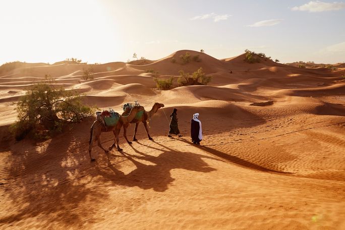 Camels in the Sahara Desert in Mhamid, Morocco